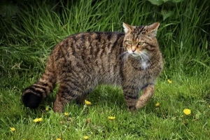 ¿Cómo es un gato montés?