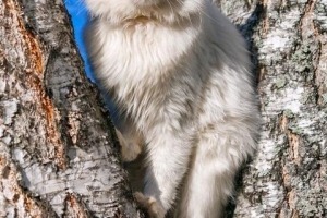 ¿Qué es un gato angora? Hechos y rasgos de personalidad