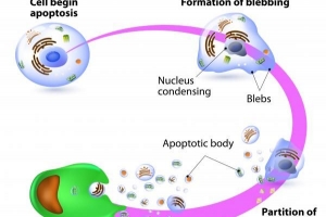 ¿Qué es la apoptosis celular??