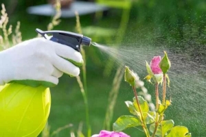 ¿Cuál es el mejor momento para regar las plantas?