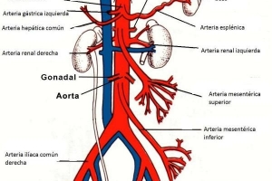 ¿Cuál es la diferencia entre arterias y venas?