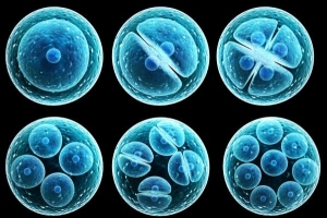 ¿Cuál es la diferencia entre mitosis y meiosis??