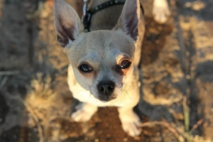 ¿Qué debe comer un perro chihuahua?