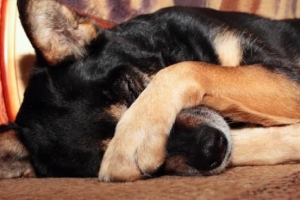 ¿Qué debo hacer si mi perro le teme a la gente?