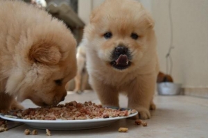 Qué hacer si su perro no mastica su comida