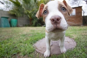 Qué hacer si su perro es picado por una abeja