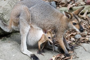 Qué alimentar a un bebé wallaby