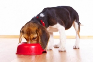 Qué alimentar a un perro después de ser castrado