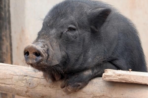 Qué alimentar a un cerdo barrigón