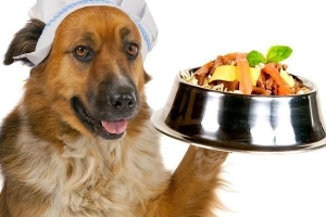 ¿Qué verduras pueden comer los perros?