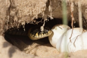 ¿Cuándo eclosionan los huevos de serpiente?