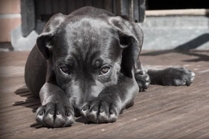 ¿Cuándo se considera que un cachorro es un perro?