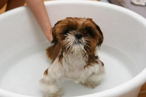 Cuándo comenzar a bañar a su cachorro