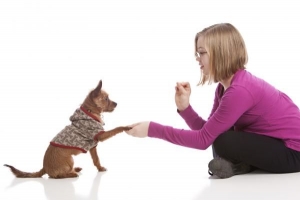 Cuándo empezar a entrenar a un cachorro