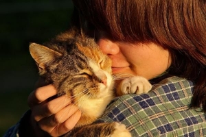 Cuáles son los gatos más cariñosos