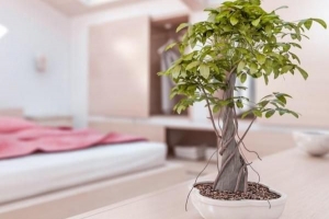 Qué plantas mejoran el feng shui de mi hogar?