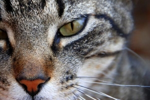 ¿Por qué se caen los bigotes de los gatos?? - todas las posibles razones