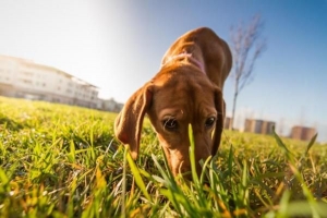 ¿Por qué los perros huelen la orina??