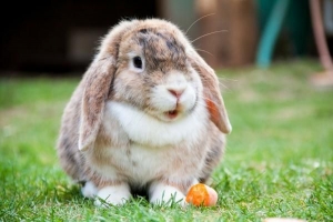 ¿Por qué cambia de color la piel de un conejo?