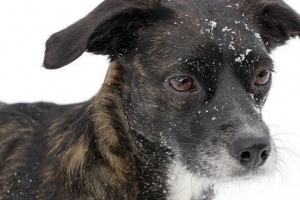 ¿Por qué mi perro tiene caspa?