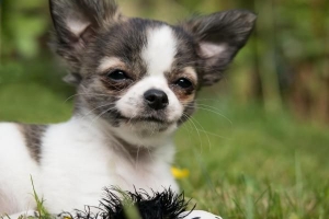 ¿Por qué mi perro tiembla todo el tiempo?