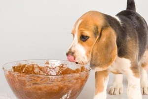 Por qué los perros no pueden comer chocolate