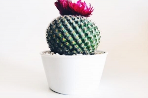 ¿Por qué es de mala suerte tener un cactus en casa??